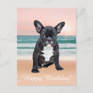 Cartão Postal Cachorro francês Bulldog Praia Sol Água