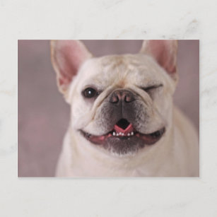 Cartão Postal Cachorro francês chato