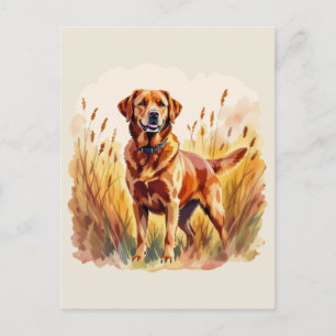 Cartão Postal Cachorro Labrador Retriever Fox Red