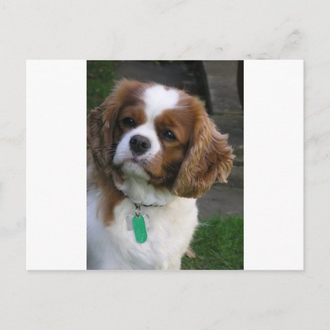 Cartão Postal Cachorro Mais Corajoso Do Mundo (Frente)