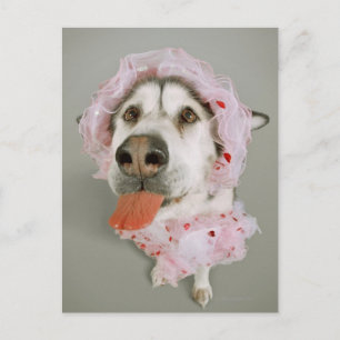 Cartão Postal Cachorro Malamute Vestindo um Tutu e Saindo