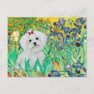Cartão Postal Cachorro MALTESE - Íris