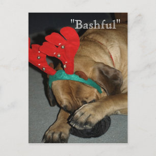 Cartão Postal Cachorro Mastiff Inglês Bashful Com Rêrenas Antler