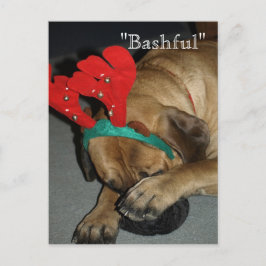 Cartão Postal Cachorro Mastiff Inglês Bashful Com Rêrenas Antler