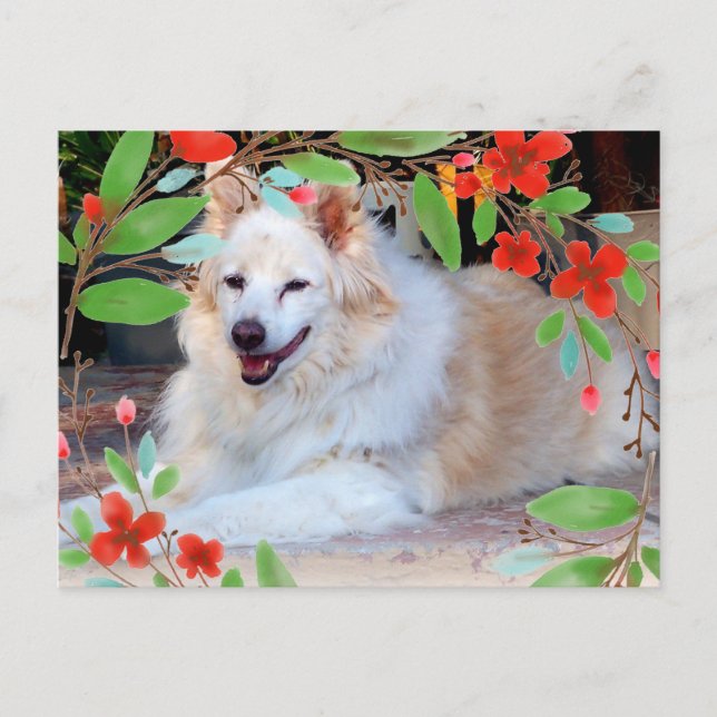 Cartão Postal Cachorro Mistura de Collie Dourado e Branco com Fl (Frente)