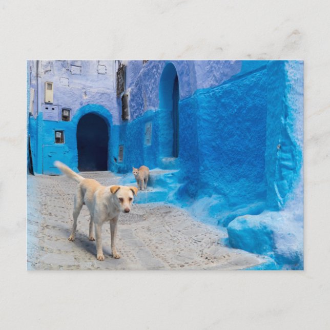 Cartão Postal Cachorro na Cidade Azul (Frente)