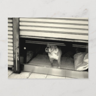 Cartão Postal Cachorro na janela