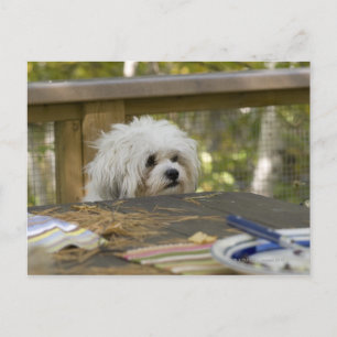 Cartão Postal Cachorro na mesa de piquenique