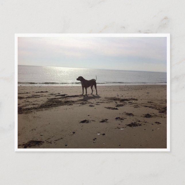 Cartão Postal Cachorro na praia (Frente)