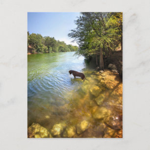 Cartão Postal Cachorro no Lago Ladybird - Centro Austin Texas
