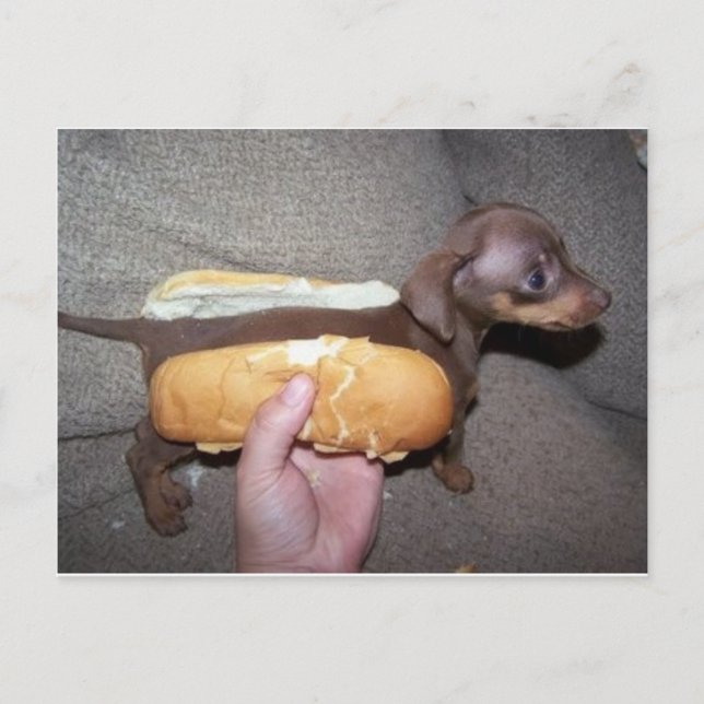 Cartão Postal Cachorro num bastão (Frente)