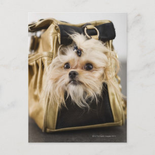 Cartão Postal Cachorro numa bolsa