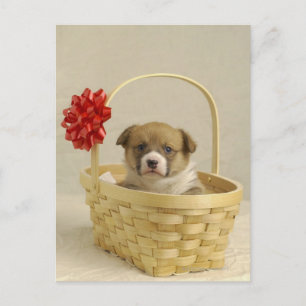 Cartão Postal Cachorro numa cesta