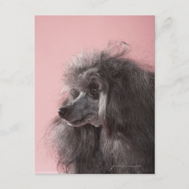 Cartão Postal Cachorro olhando para longe (Frente)