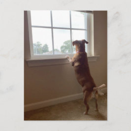 Cartão Postal Cachorro Olhando para o Cartão-Postal da Janela