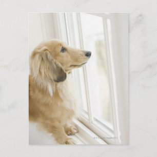 Cartão Postal Cachorro olhando pela janela