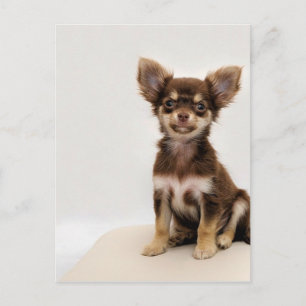 Cartão Postal Cachorro Pequeno Chihuahua