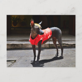 Cartão Postal Cachorro Peruano Sem Cabelo