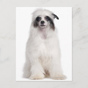 Cartão Postal Cachorro Pinto Chinês (7 meses de idade)