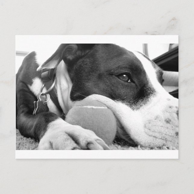 Cartão Postal cachorro pitbull fofo e triste, preto e branco com (Frente)