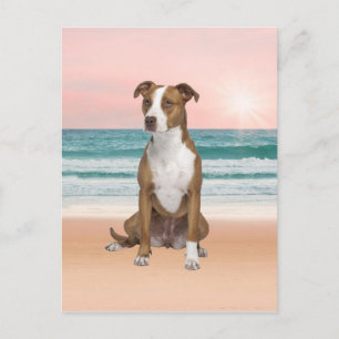 Cartão Postal Cachorro Pitbull Fofo Sentado na Praia com pôr do
