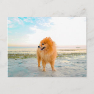 Cartão Postal Cachorro Pomerânia Laranja na Praia