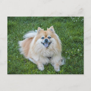 Cartão Postal Cachorro Pomerânia Sable Creme