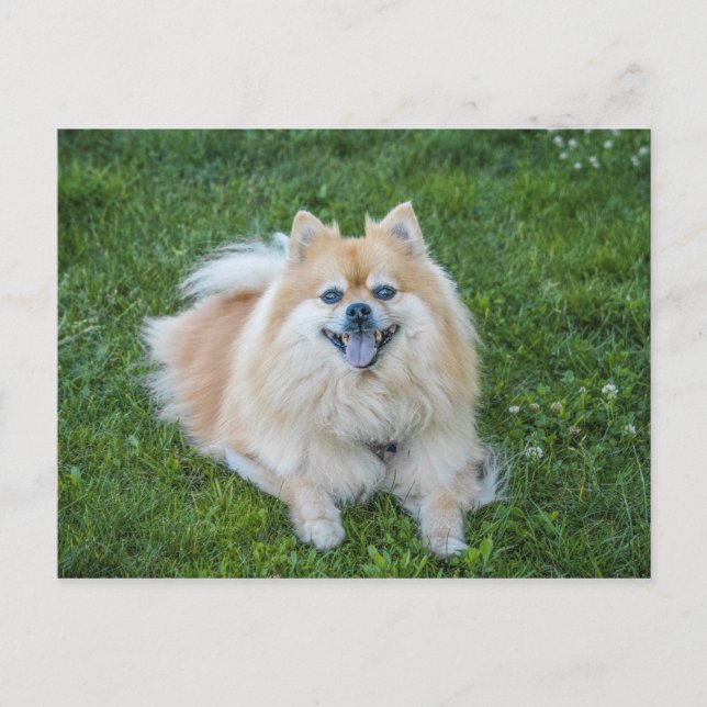 Cartão Postal Cachorro Pomerânia Sable Creme (Frente)