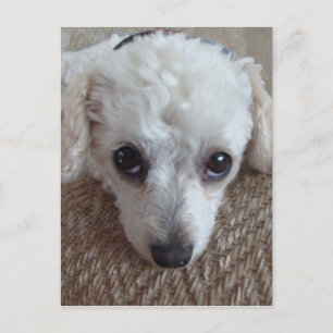 Cartão Postal Cachorro Poodle Pequeno Xícara de Chá Branco