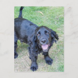 Cartão Postal Cachorro Preto