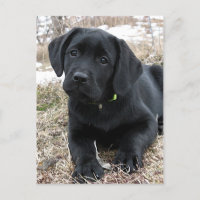 Cachorro Preto-Cachorro - Laboratório Preto Feliz 