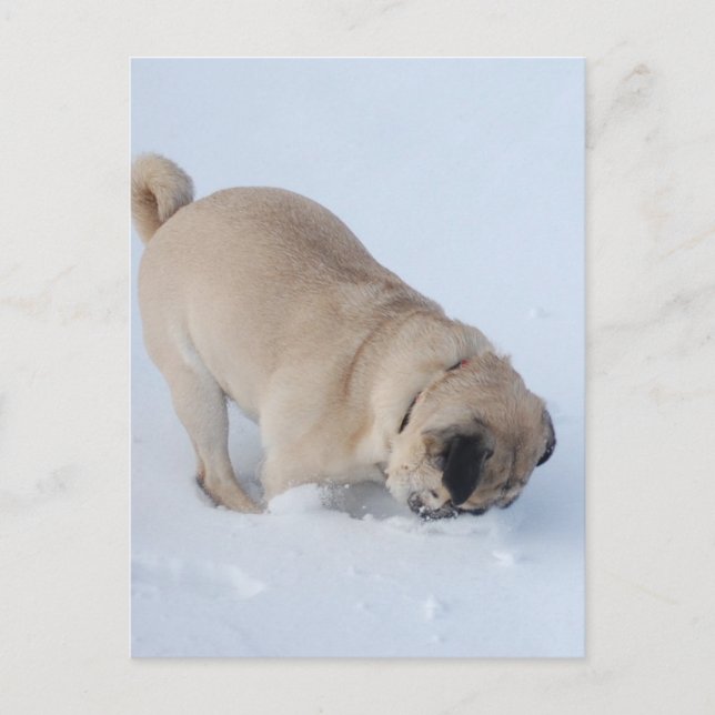 Cartão Postal Cachorro Pug Brincando na Neve de Inverno (Frente)