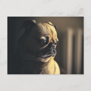 Cartão Postal Cachorro Pug Filhote Animal de Estimação Canino Pu