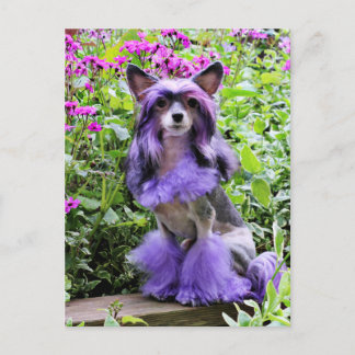 Cartão Postal Cachorro Púrpura Pecado Chinês em Flores Rosa