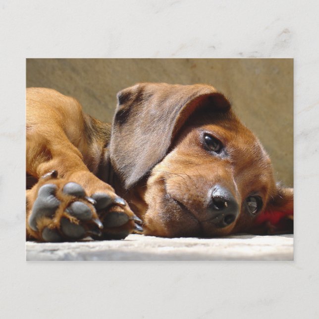 Cartão Postal Cachorro que te perdeu (Frente)