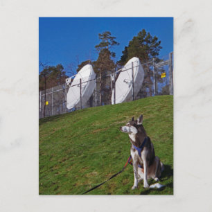 Cartão Postal Cachorro rastreador