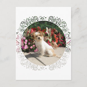 Cartão Postal Cachorro Resgatado de Raça Terrier Mista
