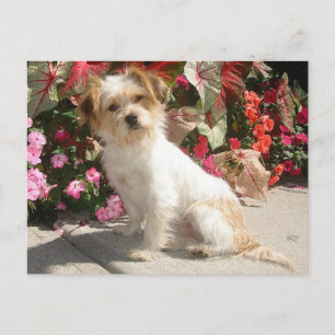 Cartão Postal Cachorro Resgatado de Raça Terrier Mista