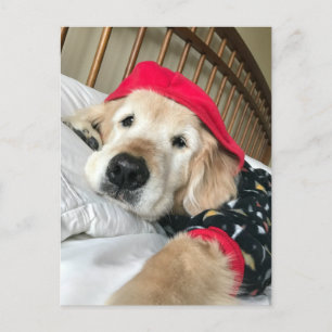 Cartão Postal Cachorro Retriever Dourado em Pijamas Recupere-se 