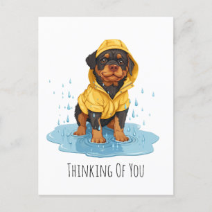 Cartão Postal Cachorro Rottweiler Pensativo Vestindo Impermeável