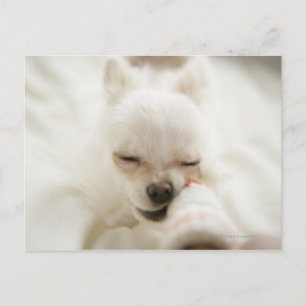 Cartão Postal Cachorro segurando brinquedo na boca