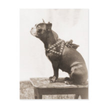 Cachorro Senta Para Uma Imagem