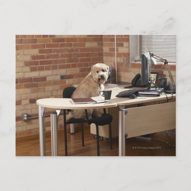 Cartão Postal Cachorro Sentado na Mesa (Frente)