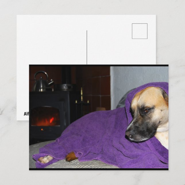 Cartão Postal Cachorro Sonolento junto à Lareira (Frente/Verso)