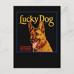 Cartão Postal Cachorro Sortudo