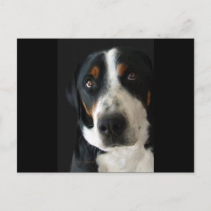Cartão Postal Cachorro Suíço Grande Triste