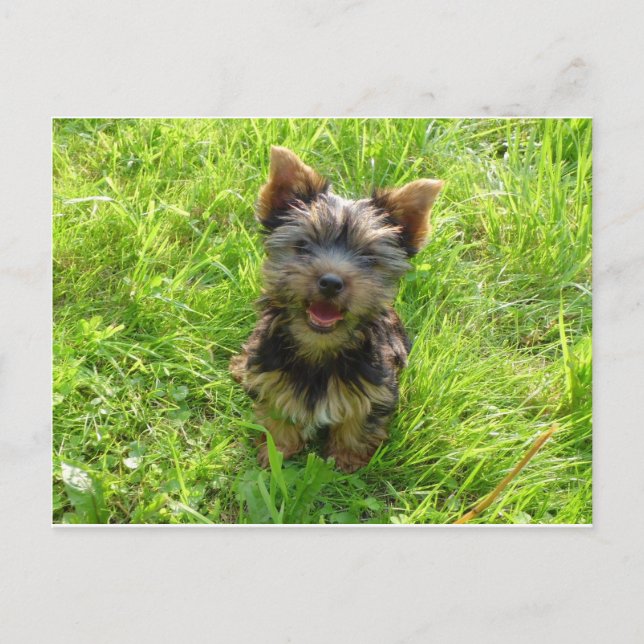 Cartão Postal Cachorro Terrier Adorável (Frente)