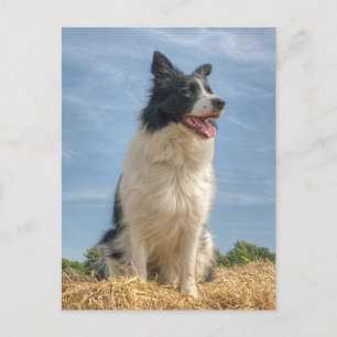 Cartão Postal Cachorro Trabalhador em Hay Bale no Verão