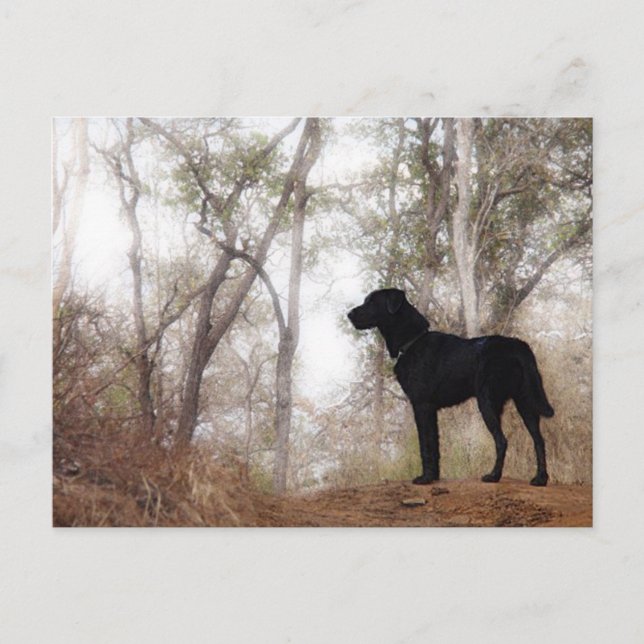 Cartão Postal Cachorro Trabalhando em Caninas de Conservação do  (Frente)