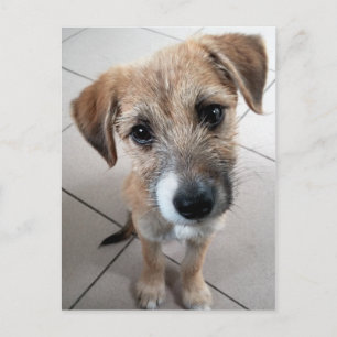 Cartão Postal Cachorro Triste